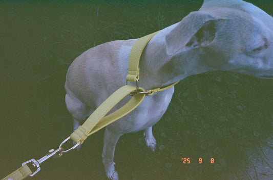 Leather Martingale Collar